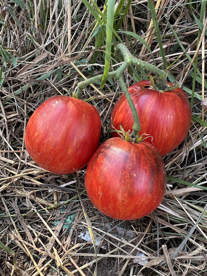 Ібіца Олени