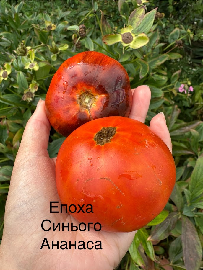 Епоха синього ананасу