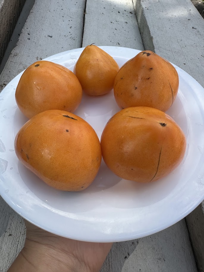 Клюв медовий