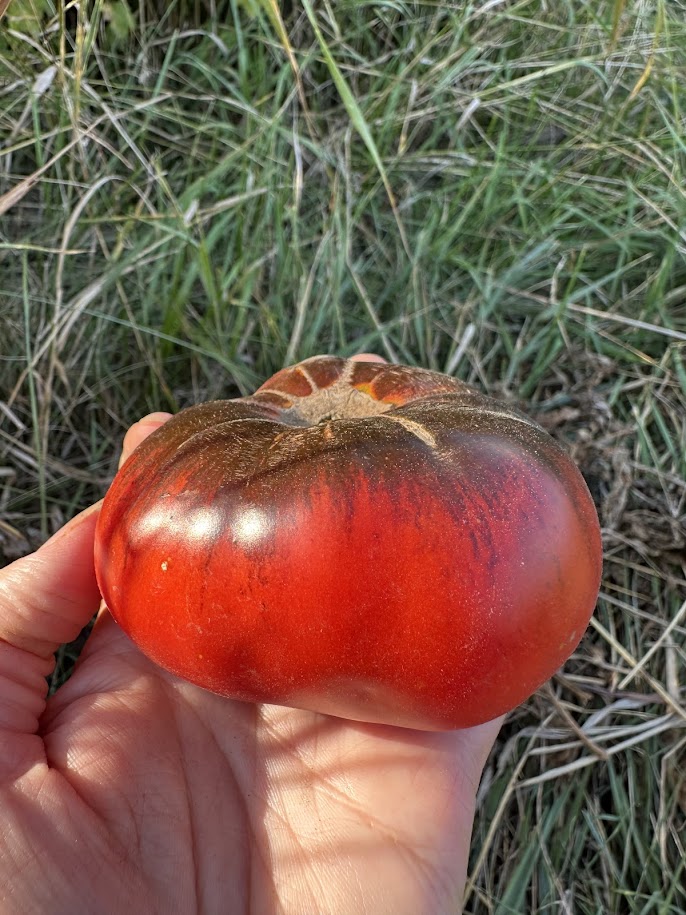 Ксена