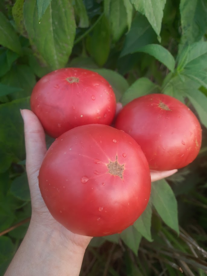 Куртове конаре