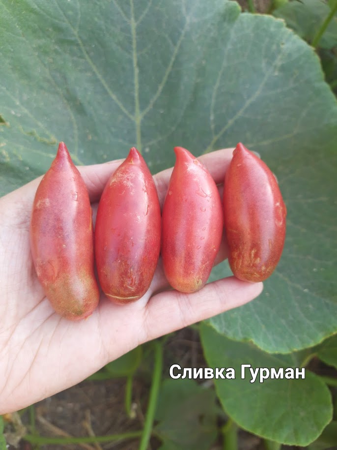Сливка Гурман